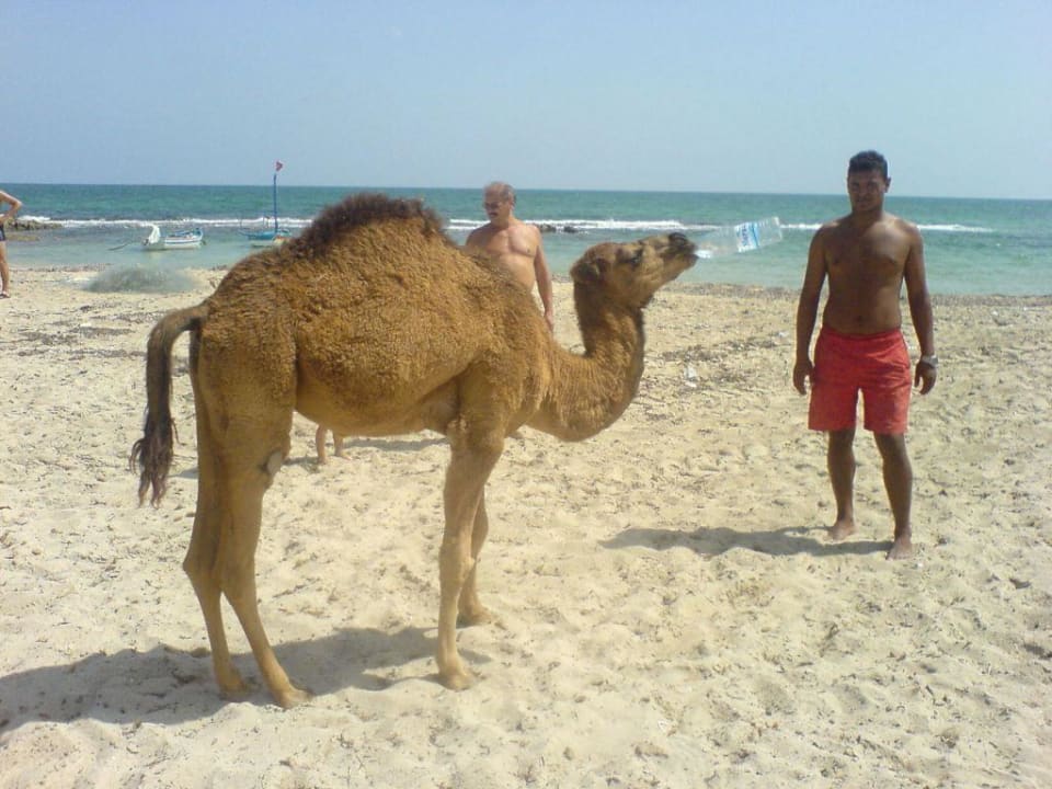 Show am Strand: Jaqueline und Reitstallbesitzer Zita Beach Resort
