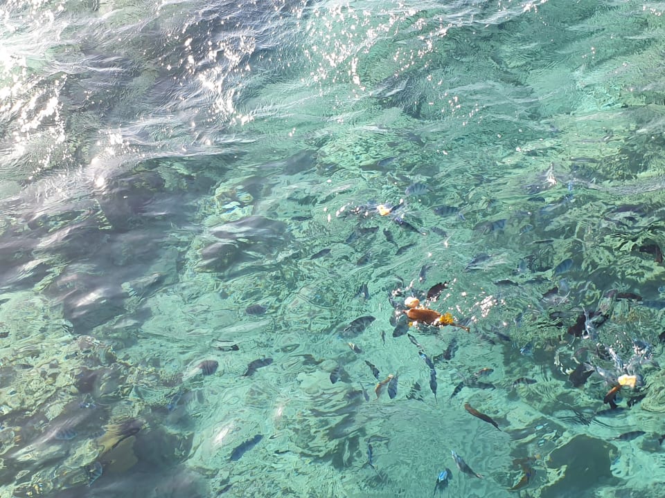 Strand Hotel Titanic Palace