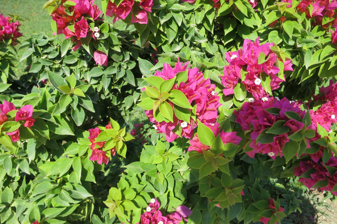 Blumenpracht im Garten Louis Zante Beach Hotel Domes Aulūs Zante, Autograph Collection