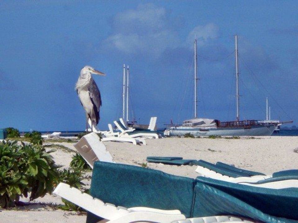 Strand-Gäste Meeru Maldives Resort Island