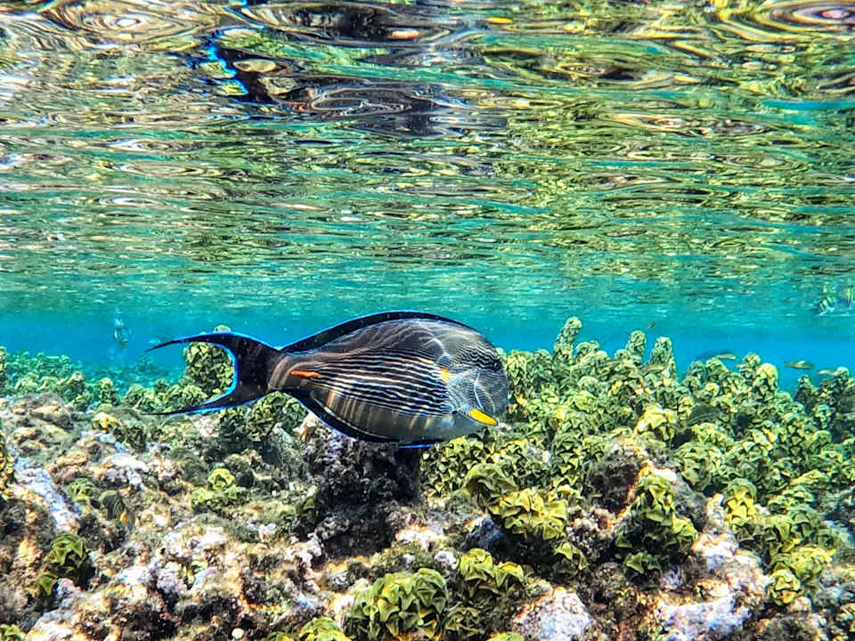 Sport & Freizeit Mövenpick Resort El Quseir