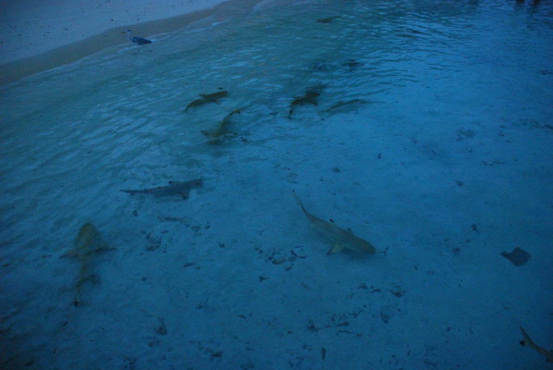 Haie am Strand Kuramathi Maldives
