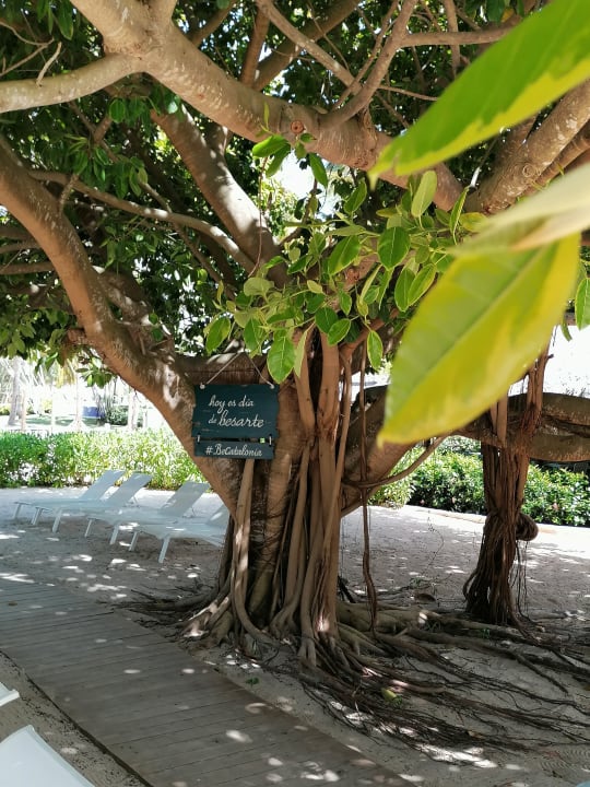 Gartenanlage Catalonia Royal La Romana - Adults only