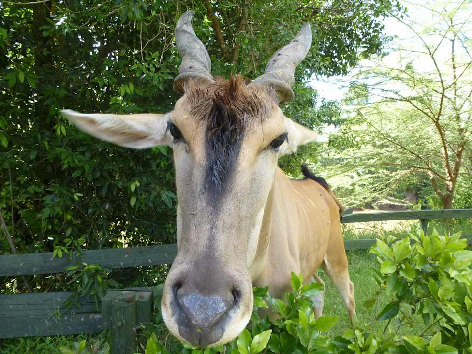 Guten Morgen, hab ich gut geschlafen Royal Mara Safari Lodge