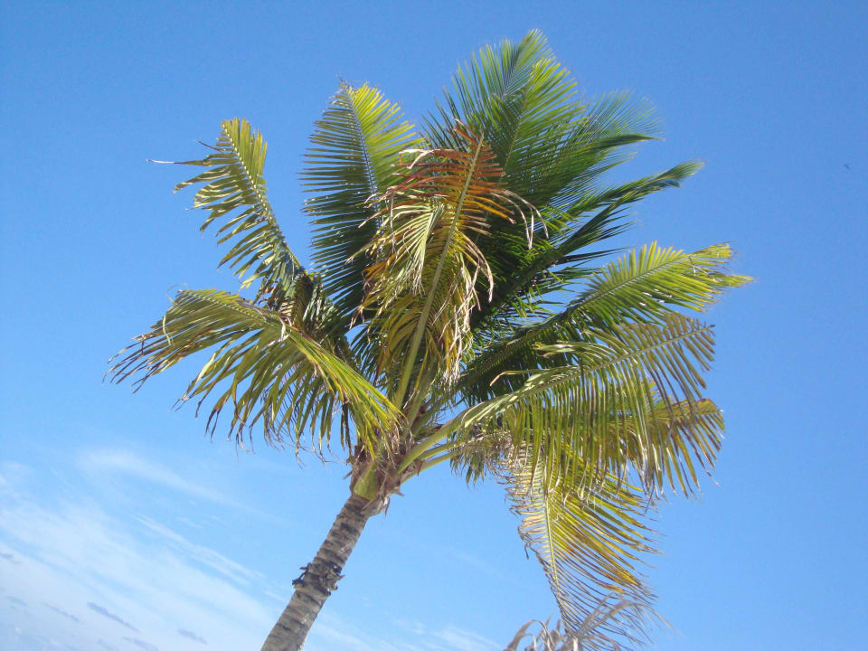Hotel Catalonia Playa Maroma Catalonia Playa Maroma