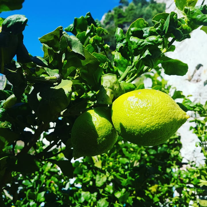 Gartenanlage Villa Romantica Beach Resort