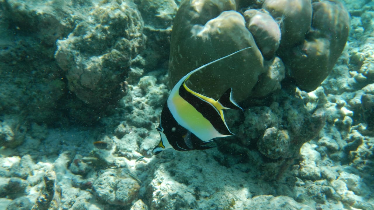 Halterfisch Adaaran Select Meedhupparu Island Resort - Premium All Inclusive