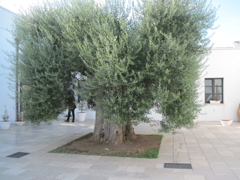 Außenansicht Hotel Saraceno Al Faro