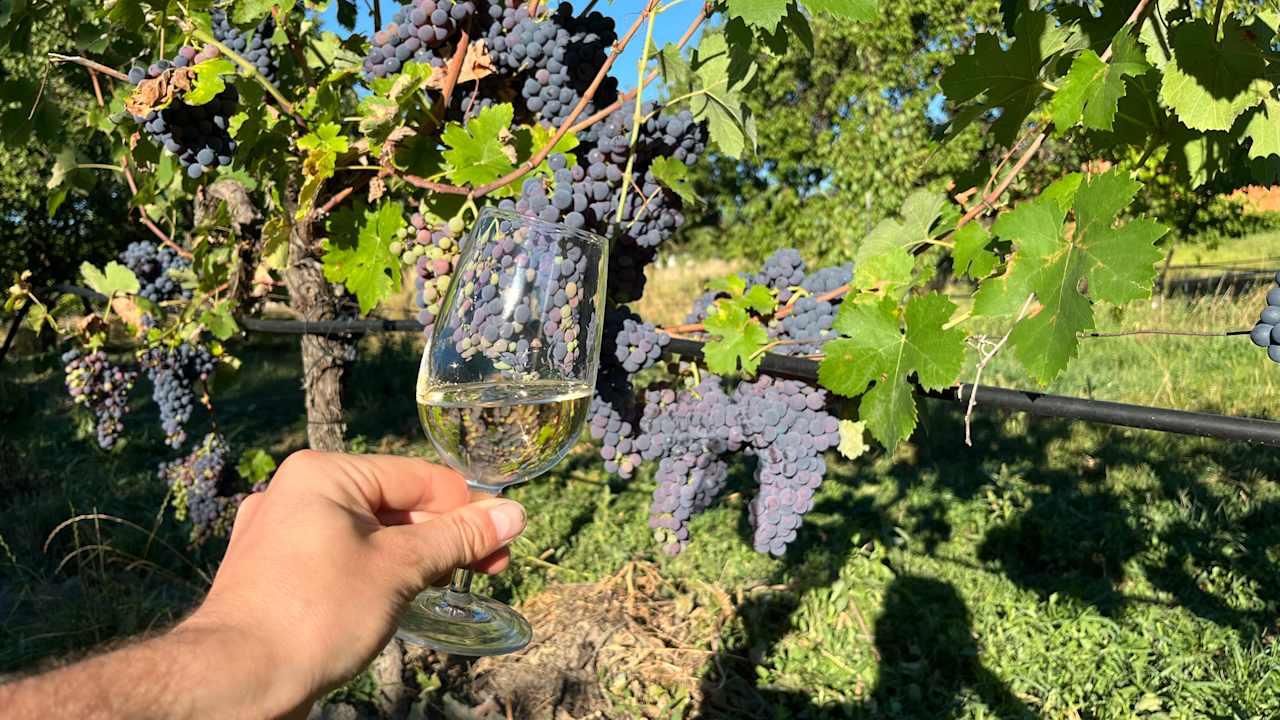 Gartenanlage Weinbau Ettenauer