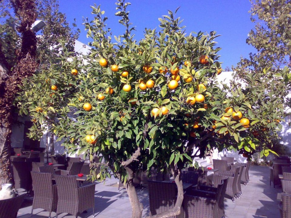 Weihnachten im Orangers The Orangers Beach Resort and Bungalows