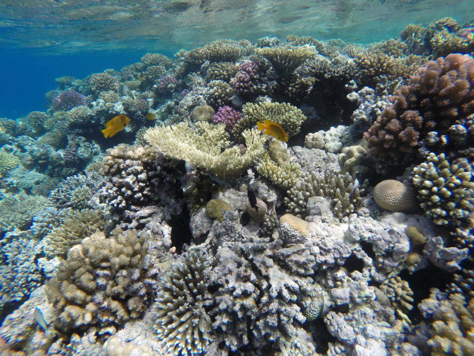 Tolles Hausriff Cleopatra Luxury Resort Makadi Bay