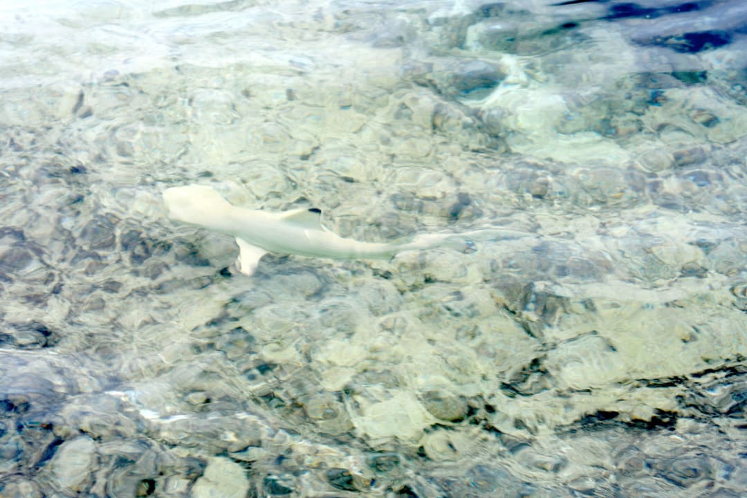 Baby Hai Kuramathi Maldives