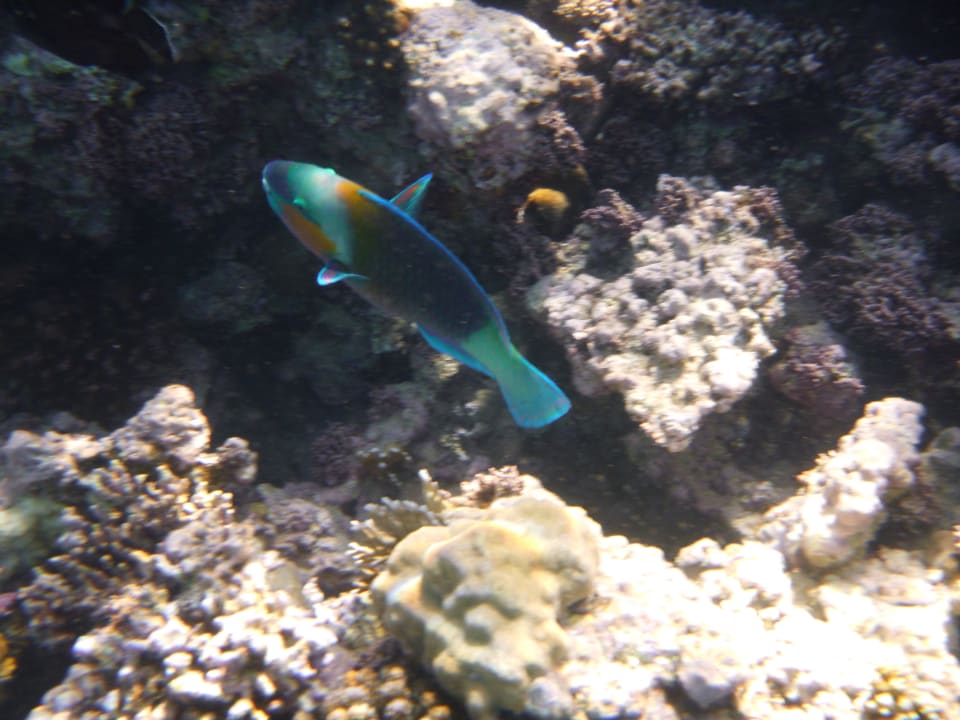 Sport & Freizeit Stella Garden Resort & Spa, Makadi Bay