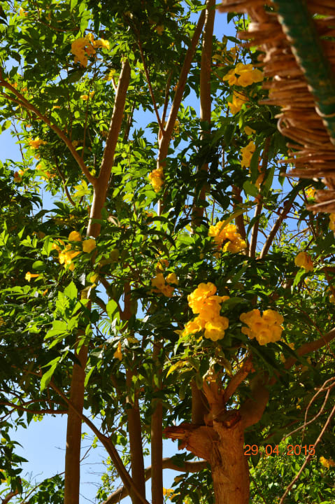 Цветы  Jaz Makadi Oasis Resort