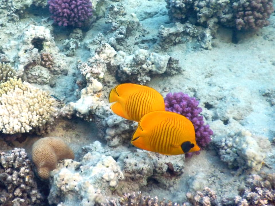 Sport & Freizeit Serenity Alpha Beach