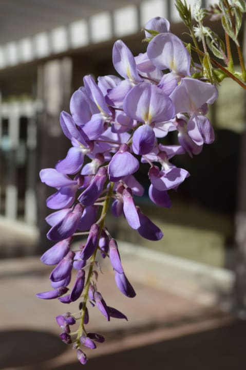 Auf der Terrasse gesehen Kilikya Palace Göynük