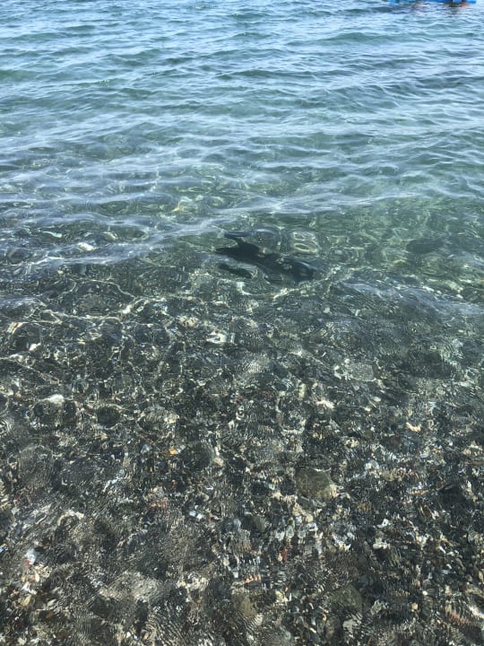 Strand TUI BLUE Oceanis Beach and Spa Resort