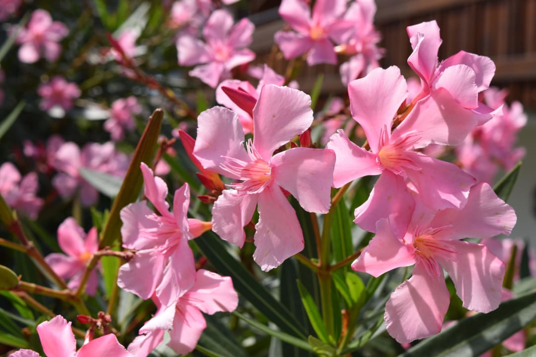 Gartenanlage Hotel Neuhausmühle