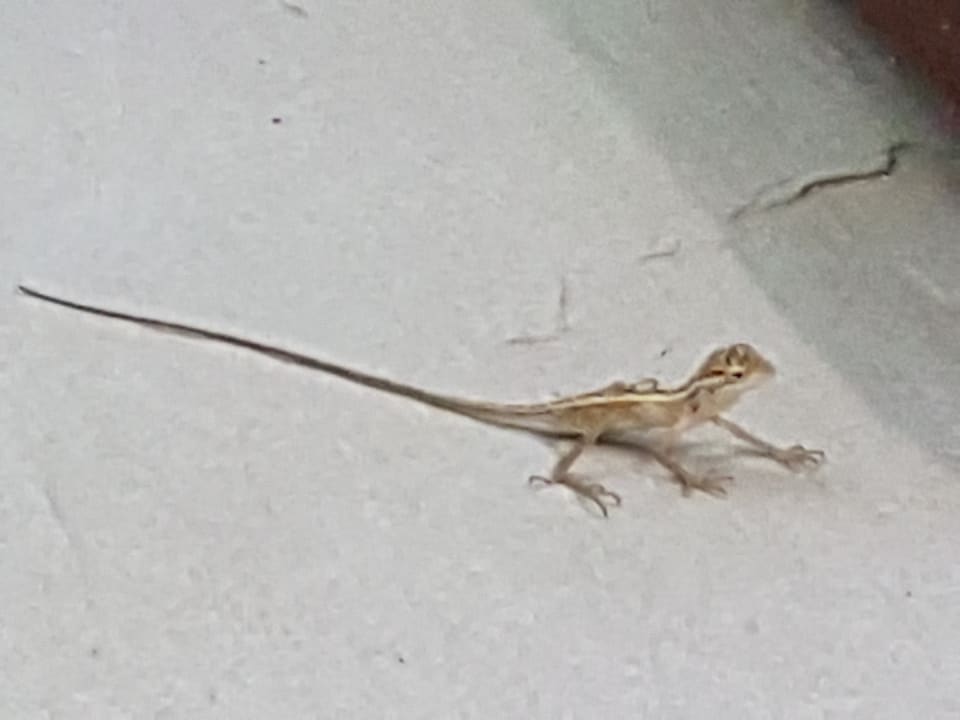 Zimmer Summer Island Maldives