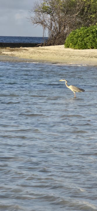 Strand Kuredu Island Resort & Spa