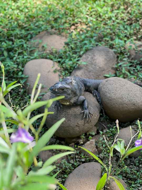 Gartenanlage Hotel Riu Guanacaste