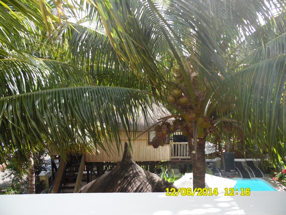 Blick aufs Baumhaus Villa Seewoo