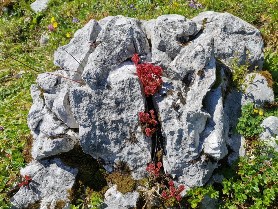 Gartenanlage Almgasthof Baumschlagerberg