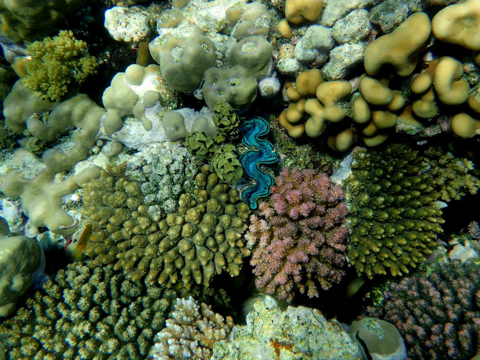 Sport & Freizeit Hotel Gorgonia Beach Resort