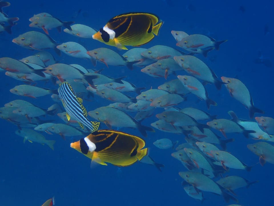 Sonstiges NH Collection Maldives Reethi Resort