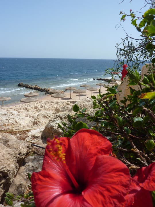 Überall kleine Buchten Pickalbatros Citadel Resort