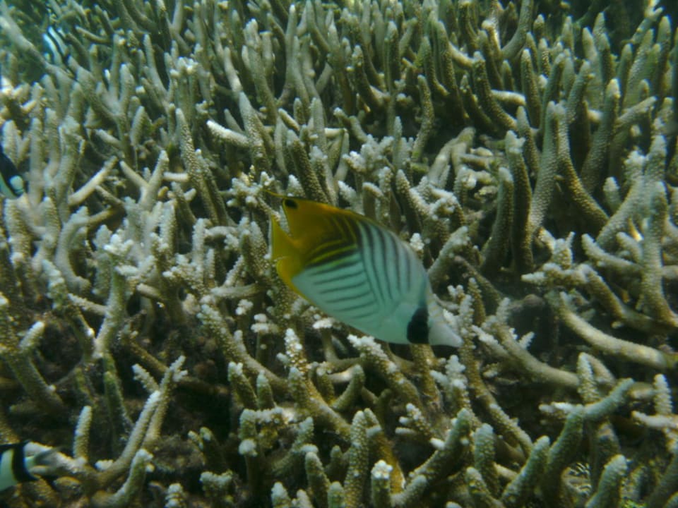 Falterfisch Adaaran Select Hudhuran Fushi - Premium All Inclusive