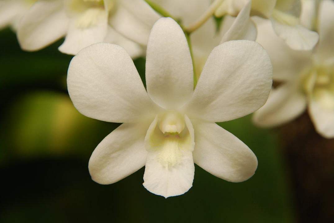 noch mehr Blumen Rummana Boutique Resort