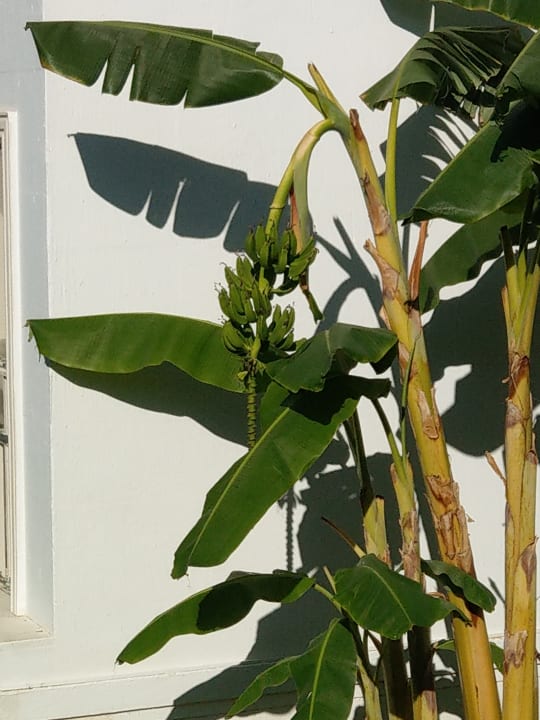 Gartenanlage Crystal Paraiso Verde