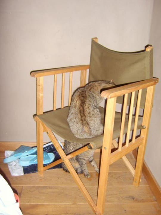 Katze im Wiesenhaus Hofgut Hafnerleiten