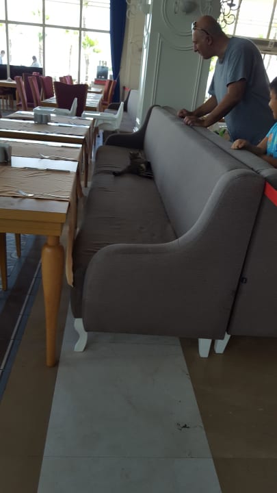 Katzen im Hauptrestaurant Sherwood Exclusive Kemer
