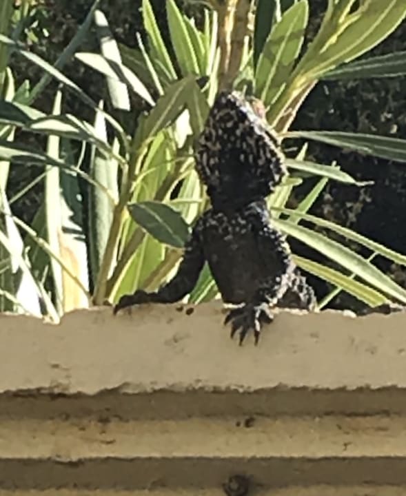 Sonstiges Hotel Kalithea Horizon Royal