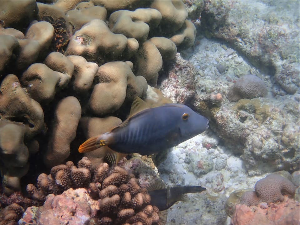 Sport & Freizeit NH Collection Maldives Reethi Resort