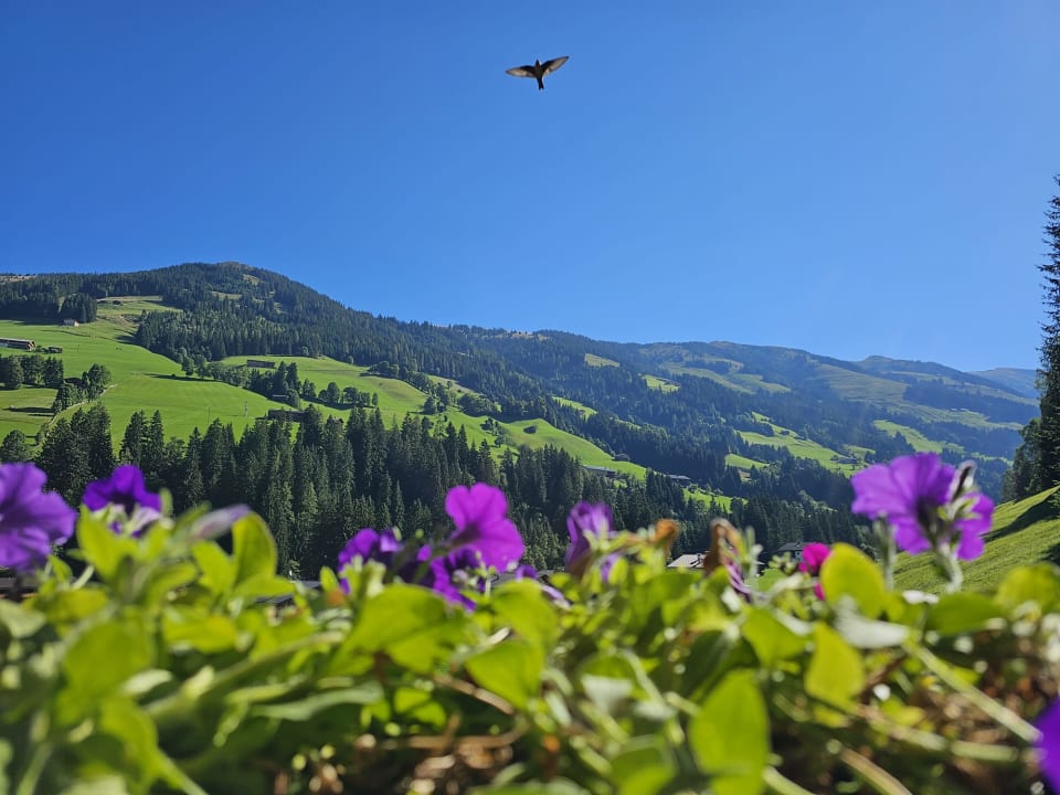 Ausblick Galtenberg - Family & Wellness Resort
