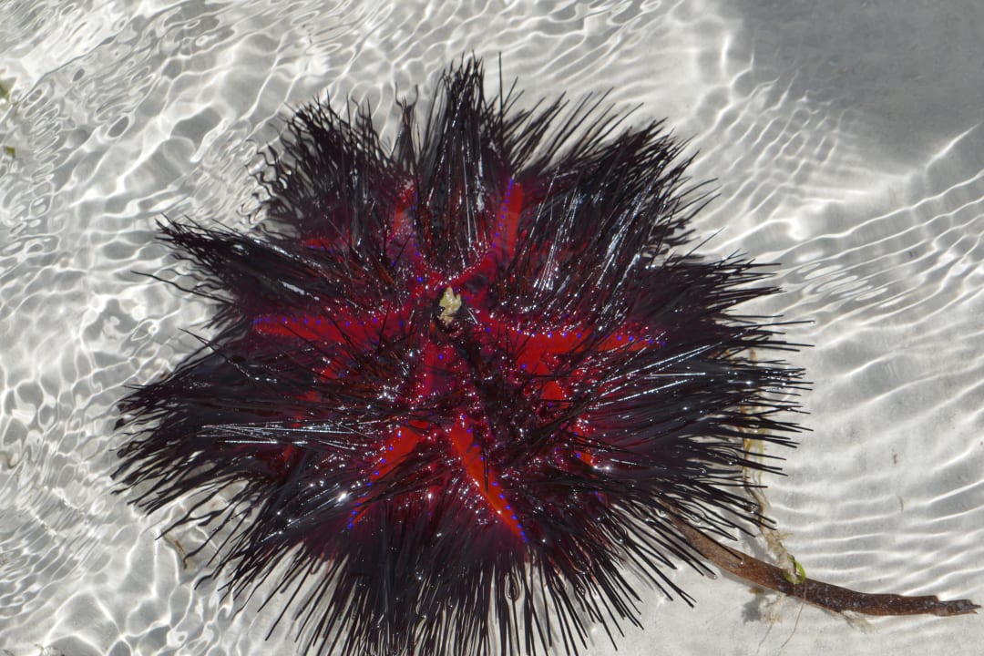 Strand Neptune Paradise Beach Resort & Spa