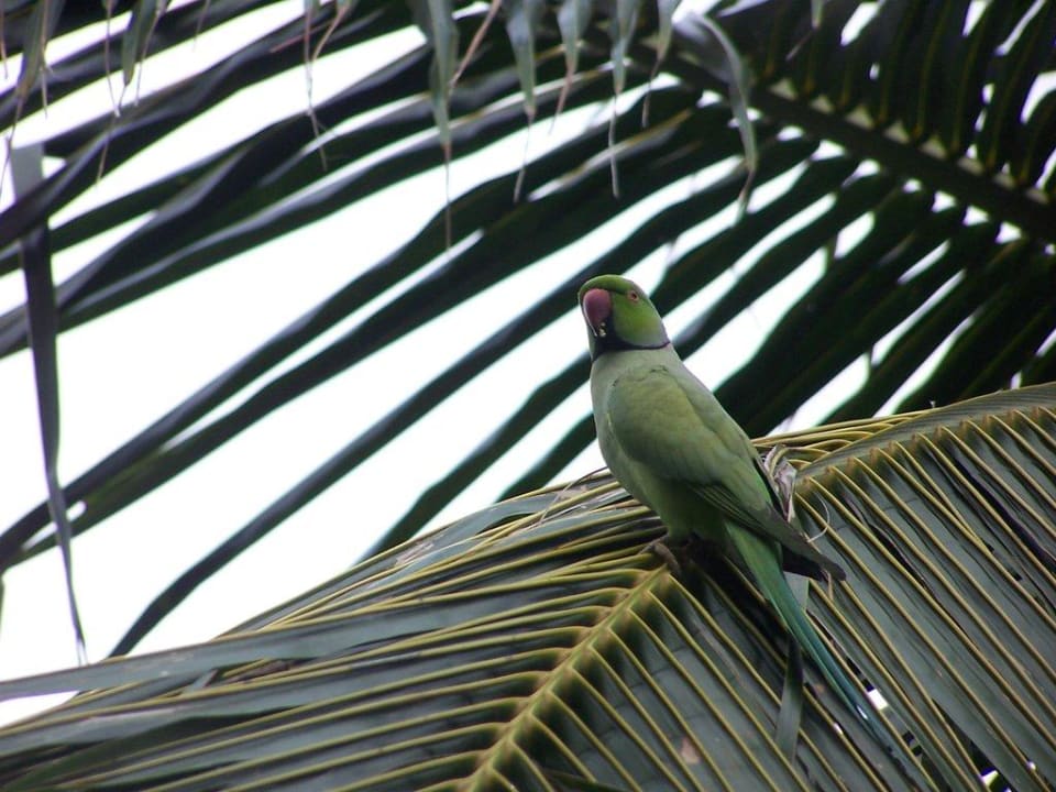 Papagei in Palme Summer Island Maldives