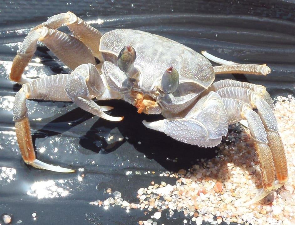 Krebs  Makadi Spa - Adults only