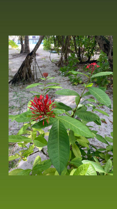 Gartenanlage Adaaran Select Meedhupparu Island Resort - Premium All Inclusive