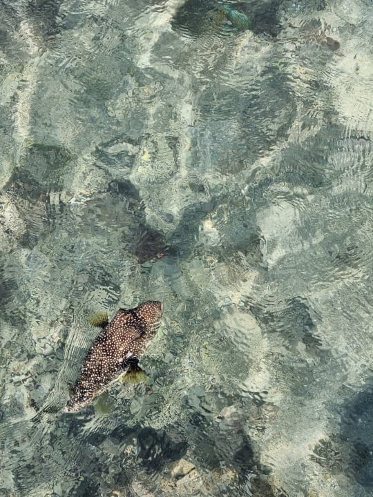 Strand Stella Beach Resort & Spa Makadi Bay