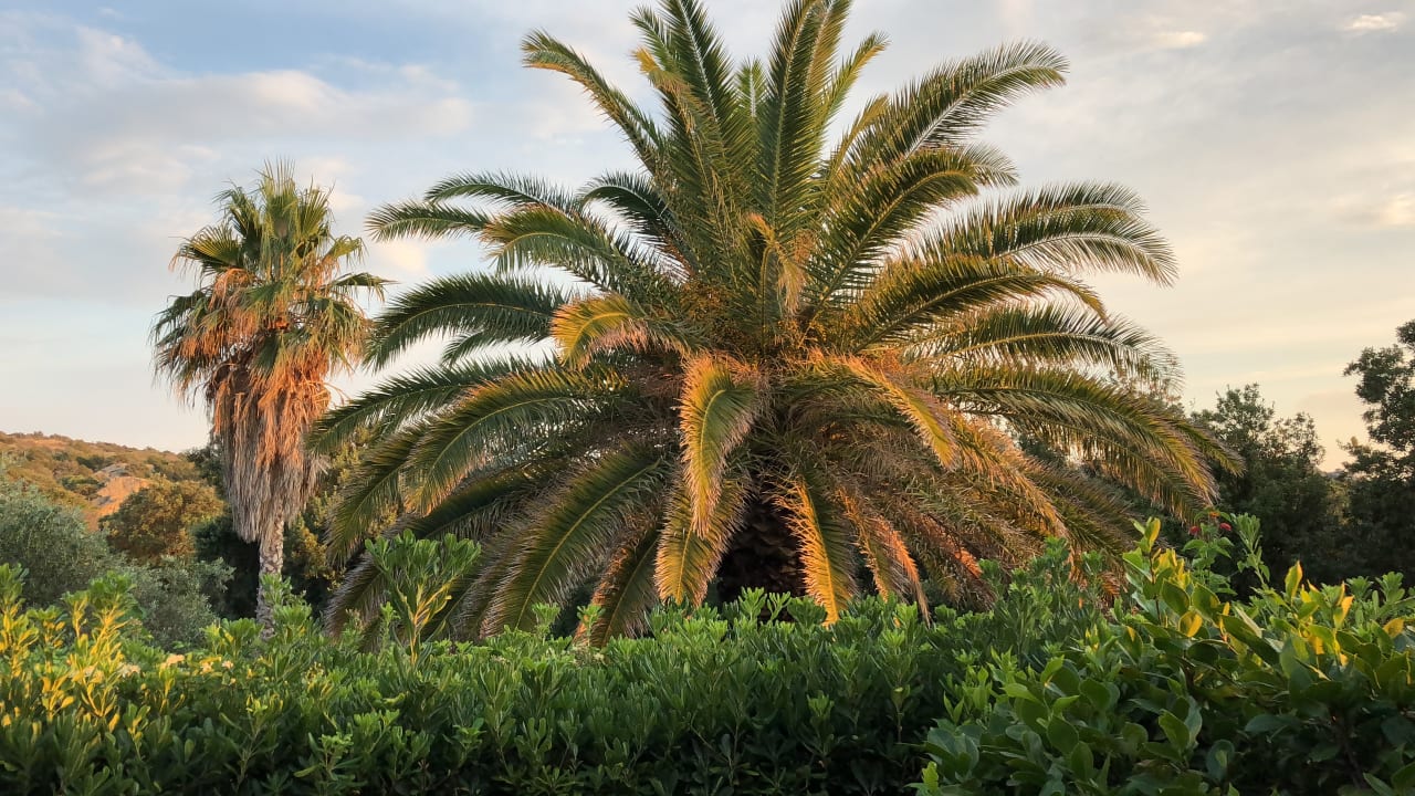 Gartenanlage Hotel Pulicinu