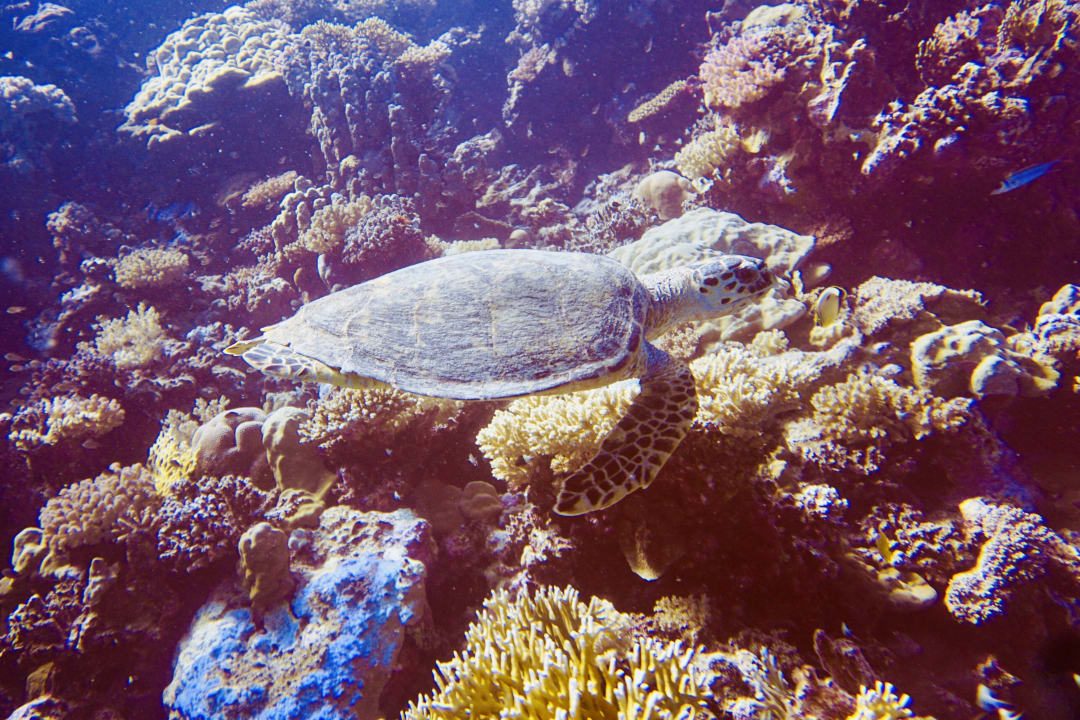 Sport & Freizeit Novotel Marsa Alam Beach Resort