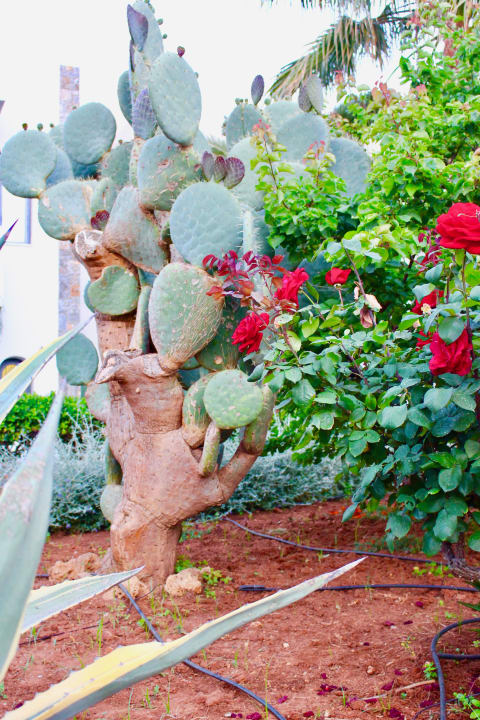 Gartenanlage Sentido Kyknos Beach Adults Only 16+