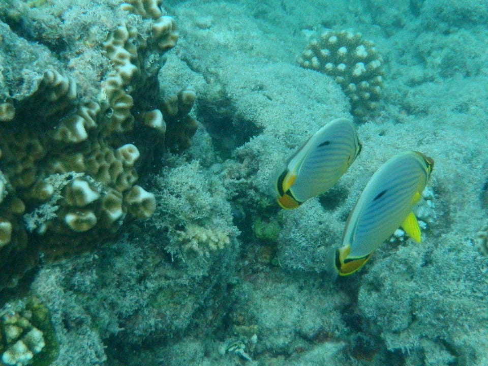 Putzige Fische am Hausriff Sun Siyam Olhuveli