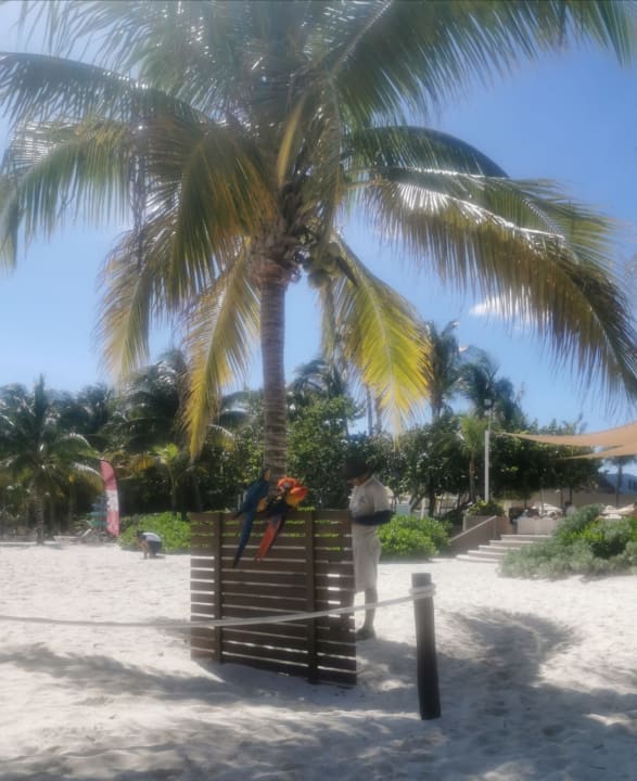Strand Catalonia Playa Maroma