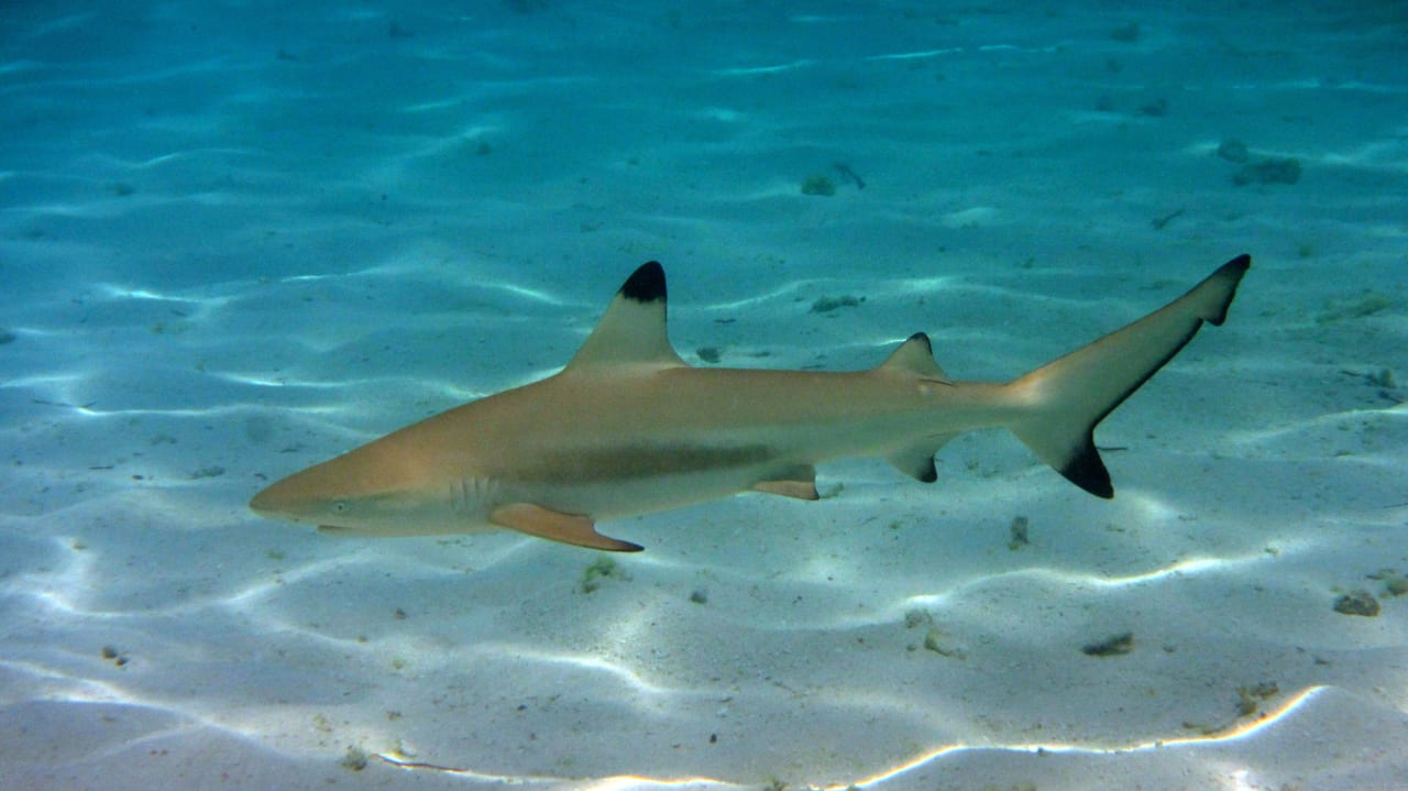 Haie-fast täglich gesehen Angaga Island Resort