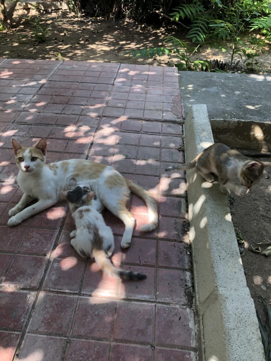 Gartenanlage Oscar Resort Hotel